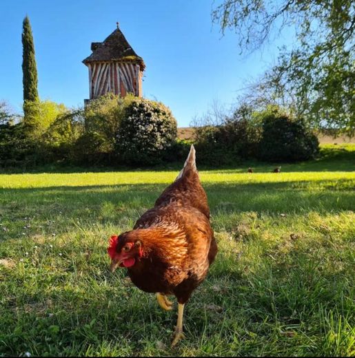 Maison 14 pièces 445 m² · à Pinel-Hauterive · 445 m² · 590 000 €