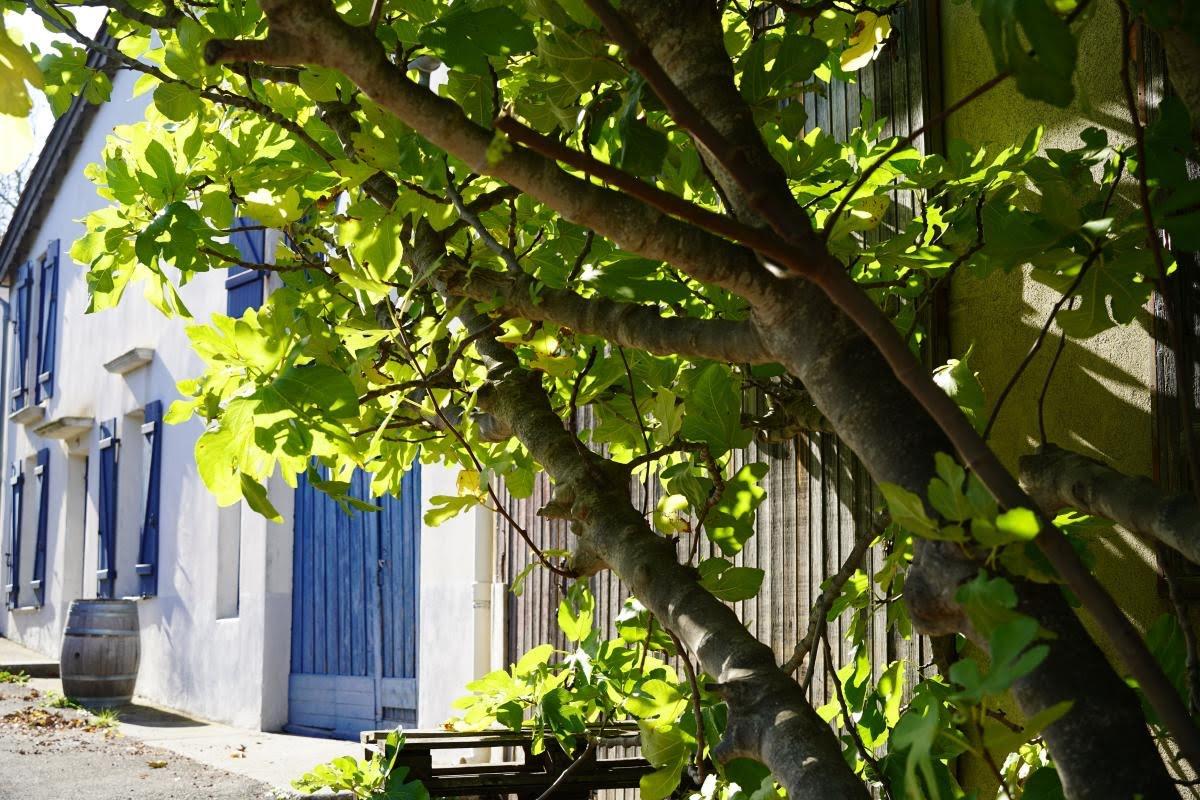Maison à vendre, 165m², Cascastel-des-Corbières