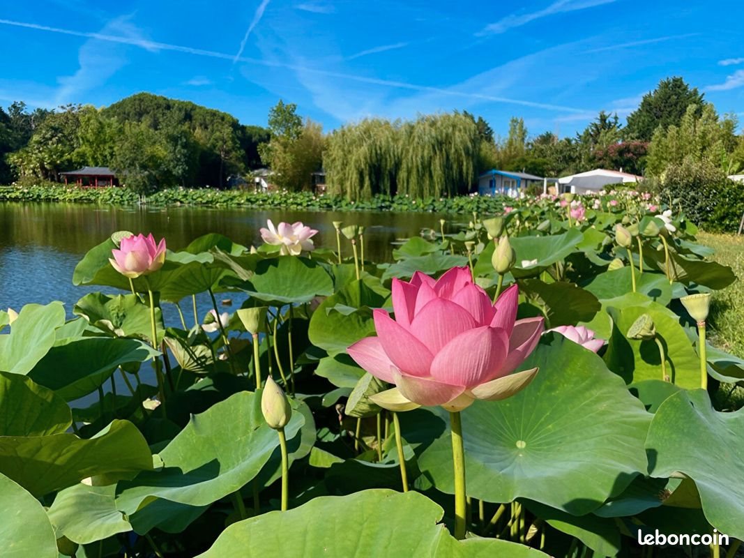 Maison à vendre, 32m², Saint-Cyr-en-Talmondais