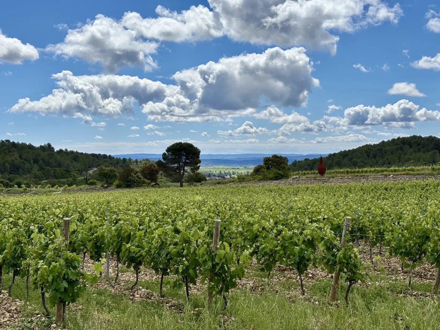 Maison à vendre, 494m², La Livinière