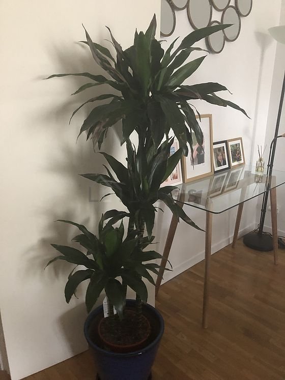 Appartement à louer, 94m², Rueil-Malmaison