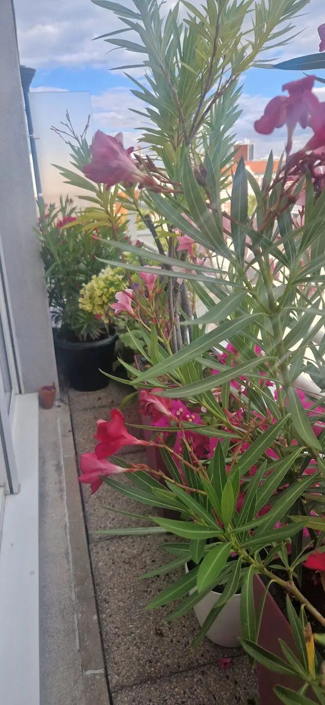 Appartement à vendre, 41m², Asnières-sur-Seine