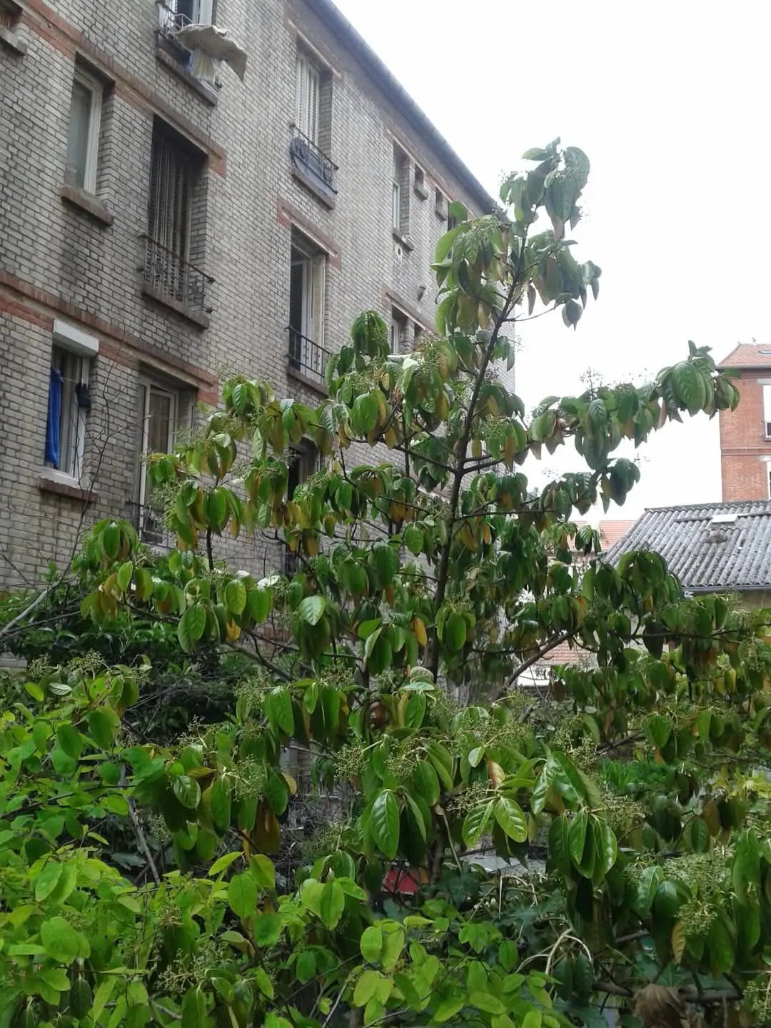 Appartement à louer, 18m², Montreuil