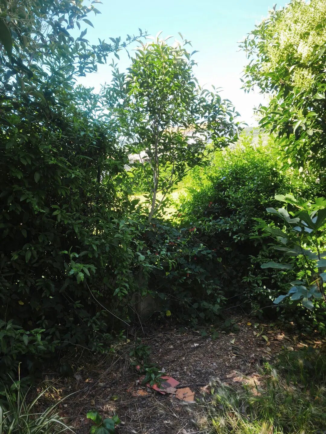 Appartement à vendre, 40m², Borgo