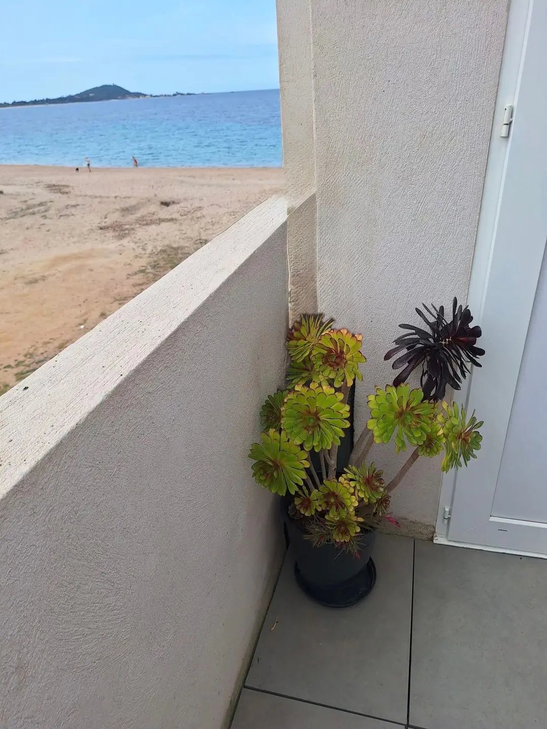 Appartement à louer, 23m², Albitreccia