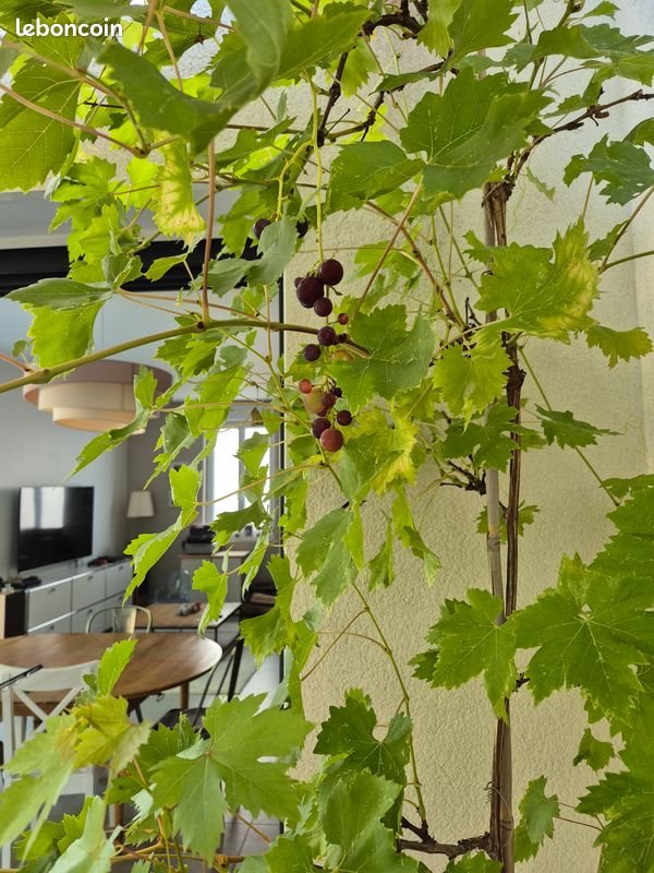 Maison à vendre, 135m², Le Bouscat