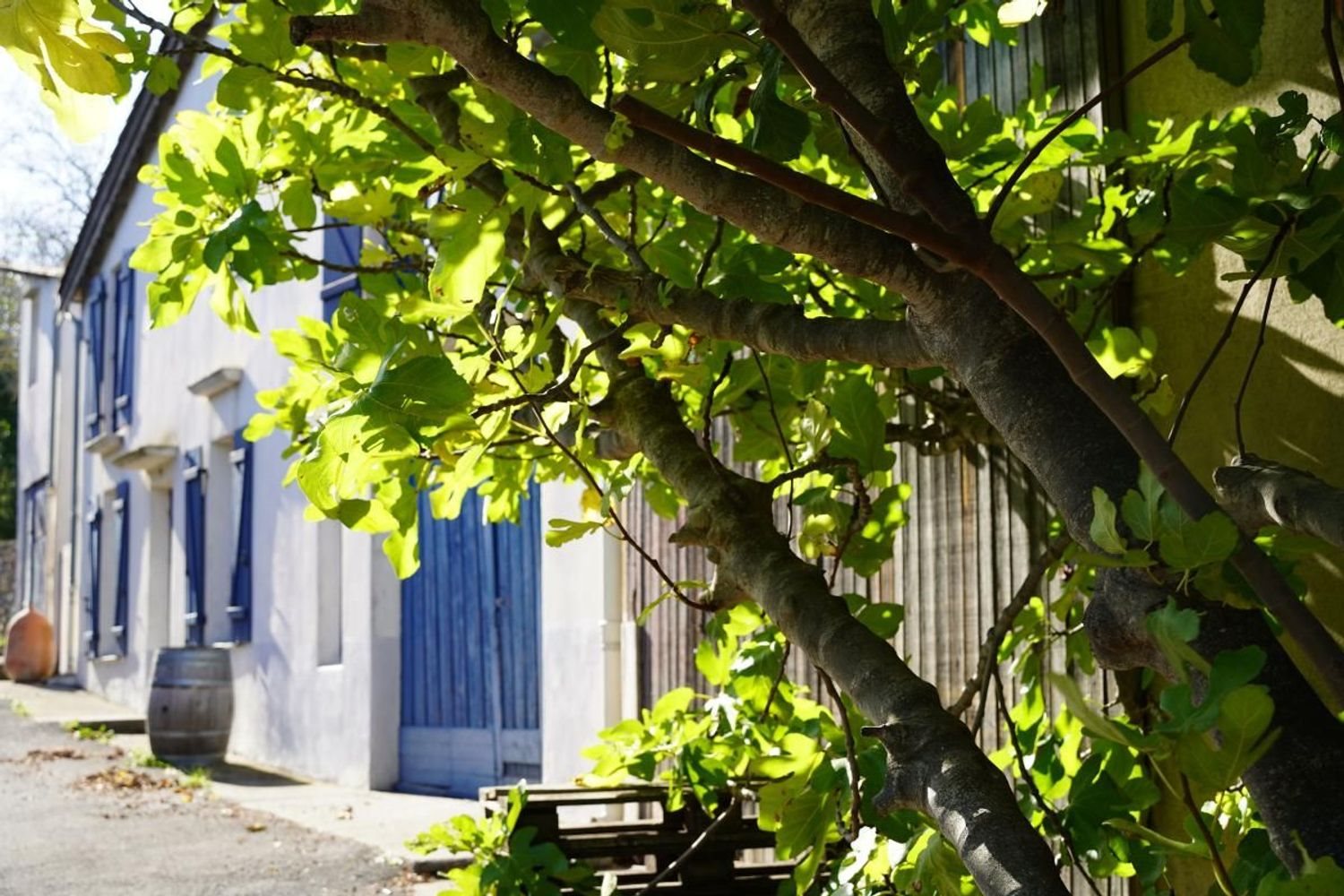 Maison à vendre, 165m², Cascastel-des-Corbières