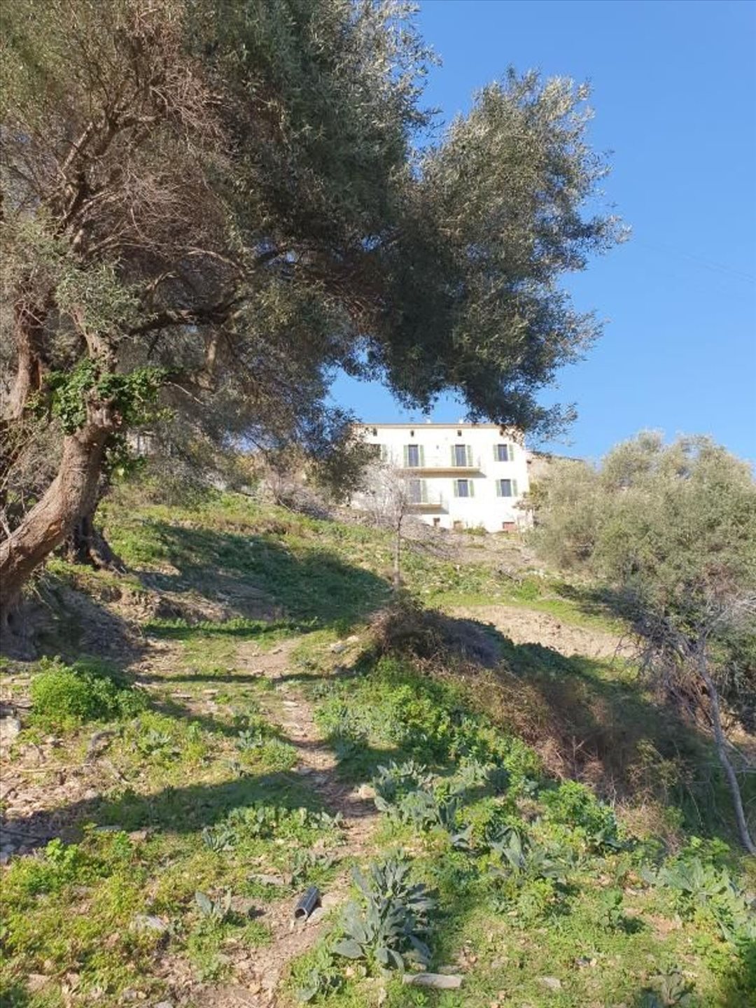 Maison à vendre, 230m², Santo-Pietro-di-Tenda