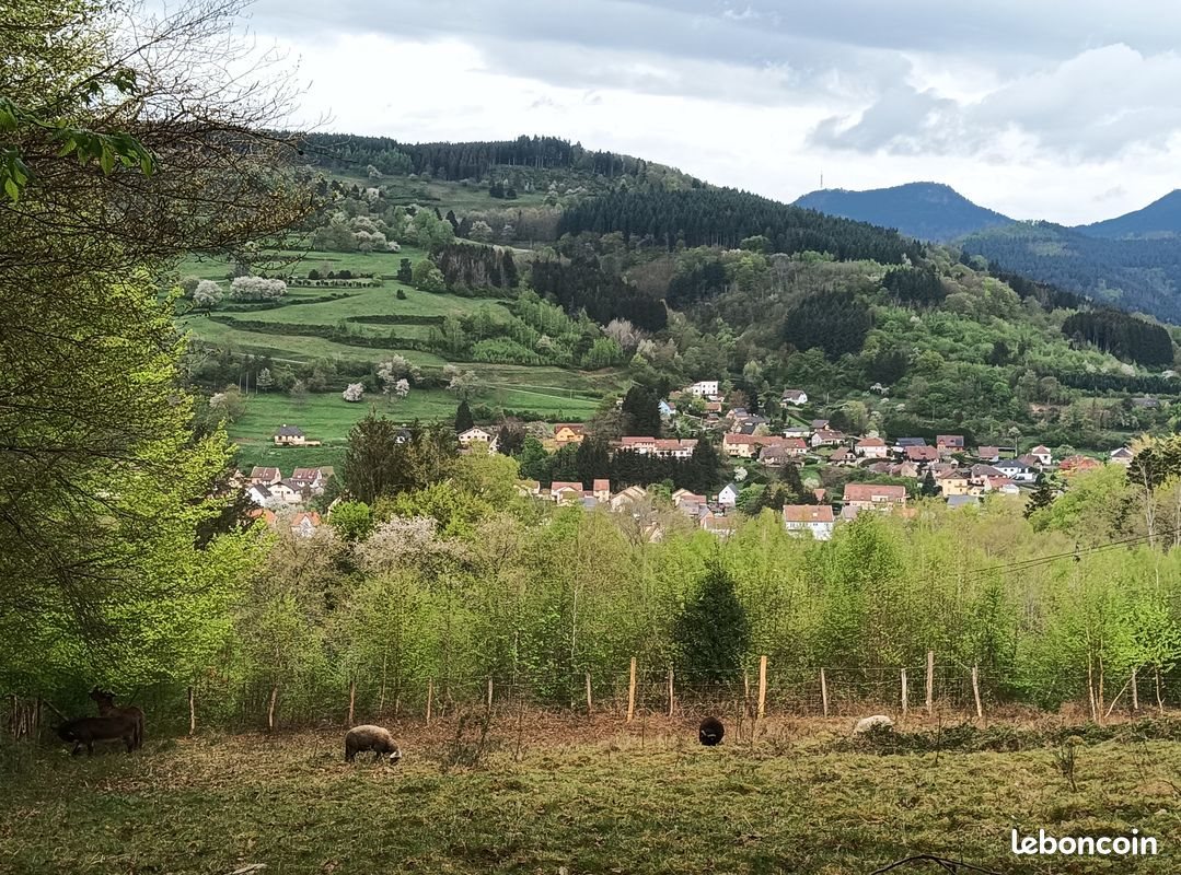 Appartement à louer, 70m², Rothau