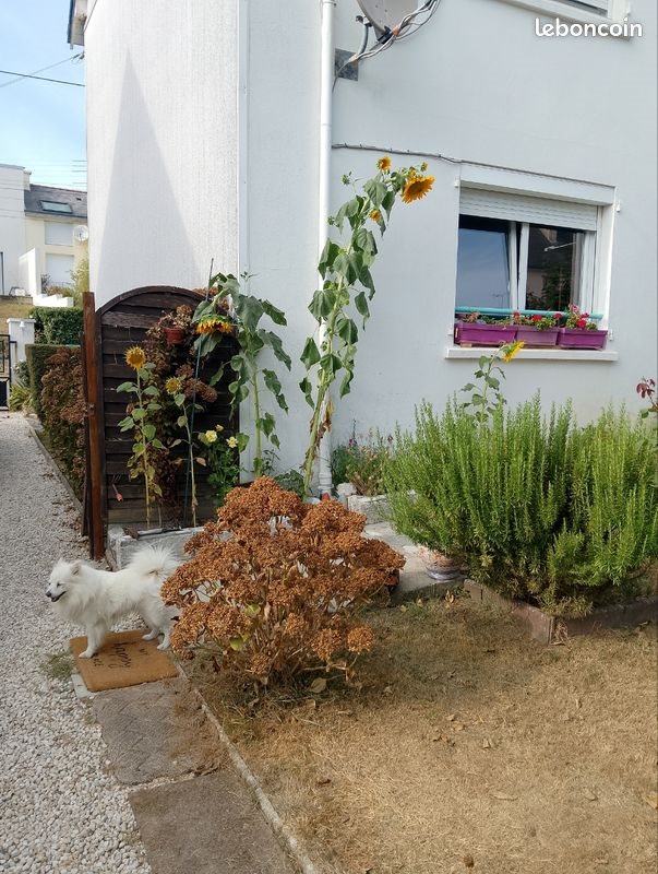 Maison à louer, 60m², Pont-l'Abbé