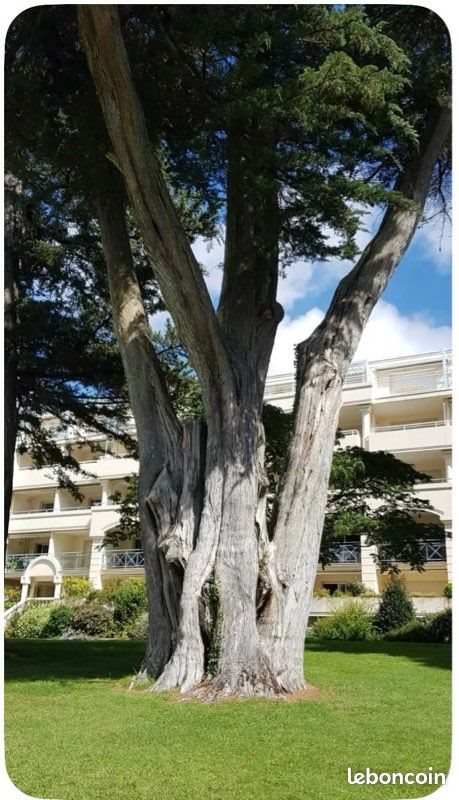 Appartement à louer, 23m², La Baule-Escoublac