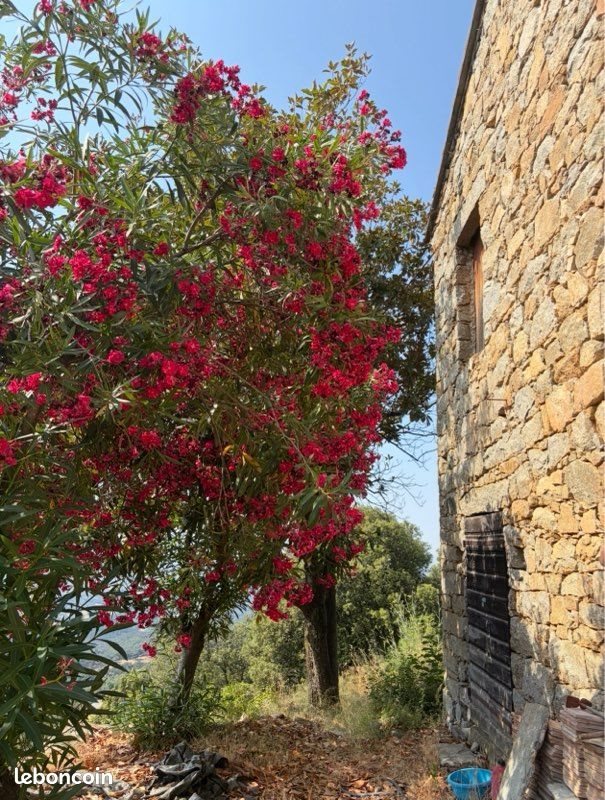 Maison à vendre, 60m², Sarrola-Carcopino