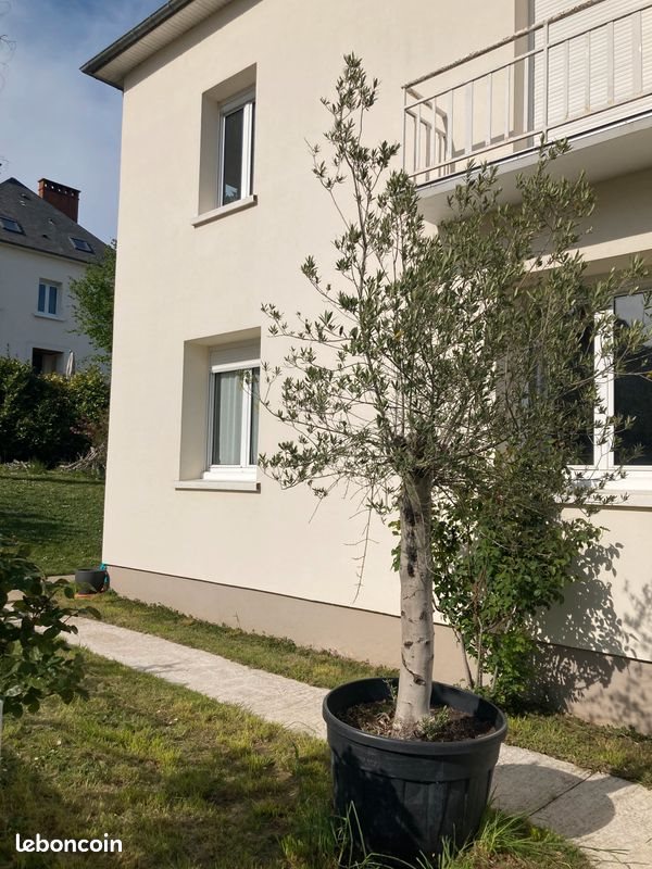 Maison à louer, 165m², Le Mans