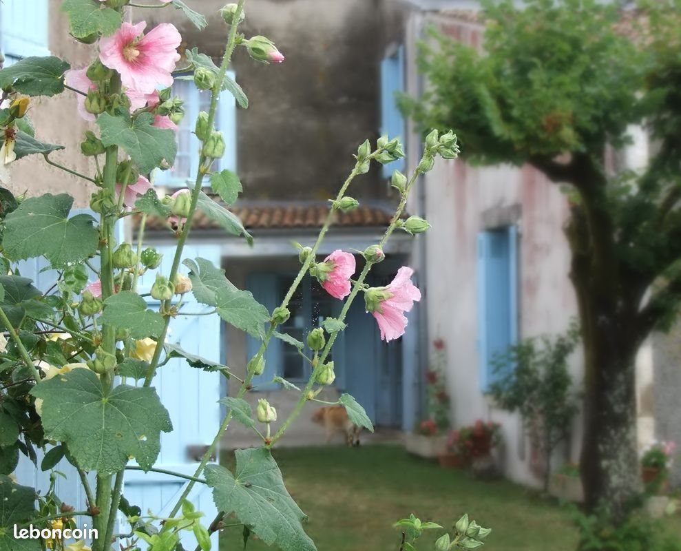 Maison à vendre, 251m², Chaillevette