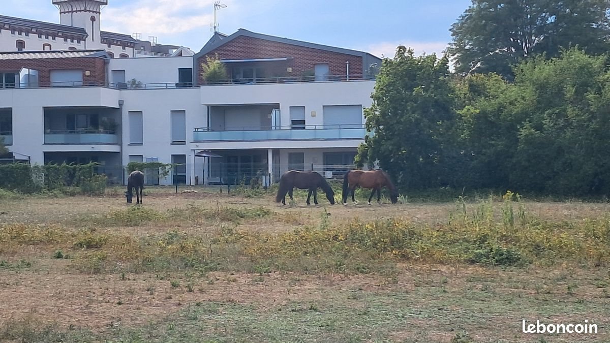Appartement à louer, 35m², Illkirch-Graffenstaden