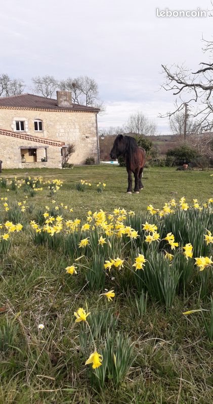 Maison à vendre, 350m², Mouchan