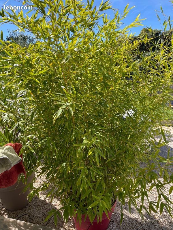 Maison à louer, 80m², Cazouls-lès-Béziers
