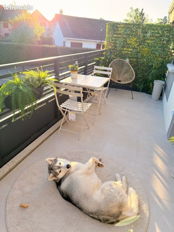 Appartement à louer, 38m², Daix