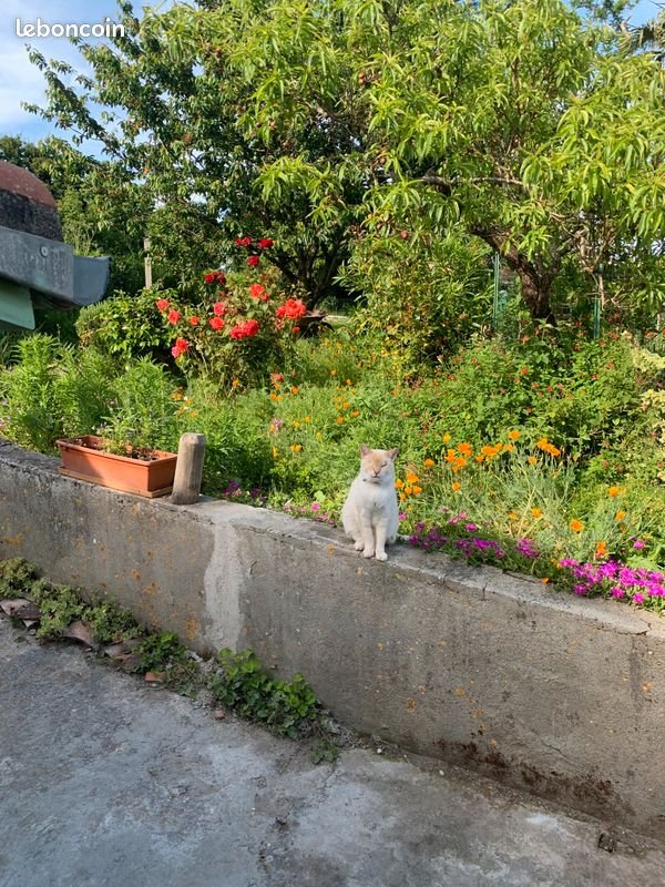 Maison à louer, 40m², Samatan