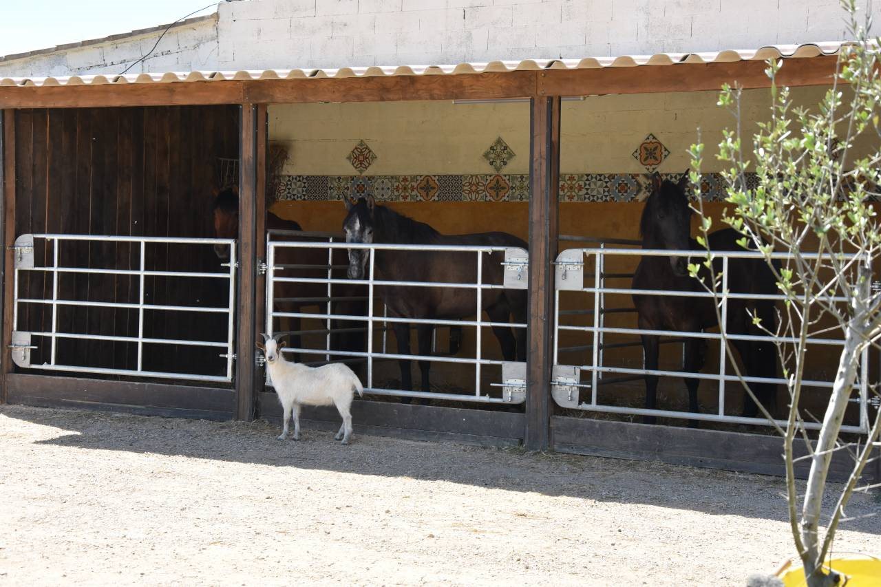 Maison à vendre, 75m², Aimargues