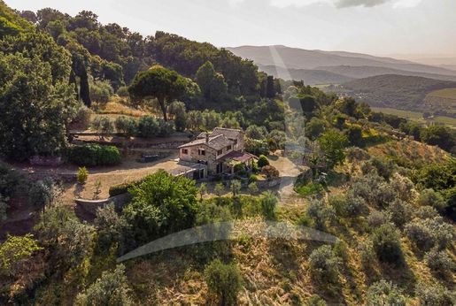 Montalcino (Siena)