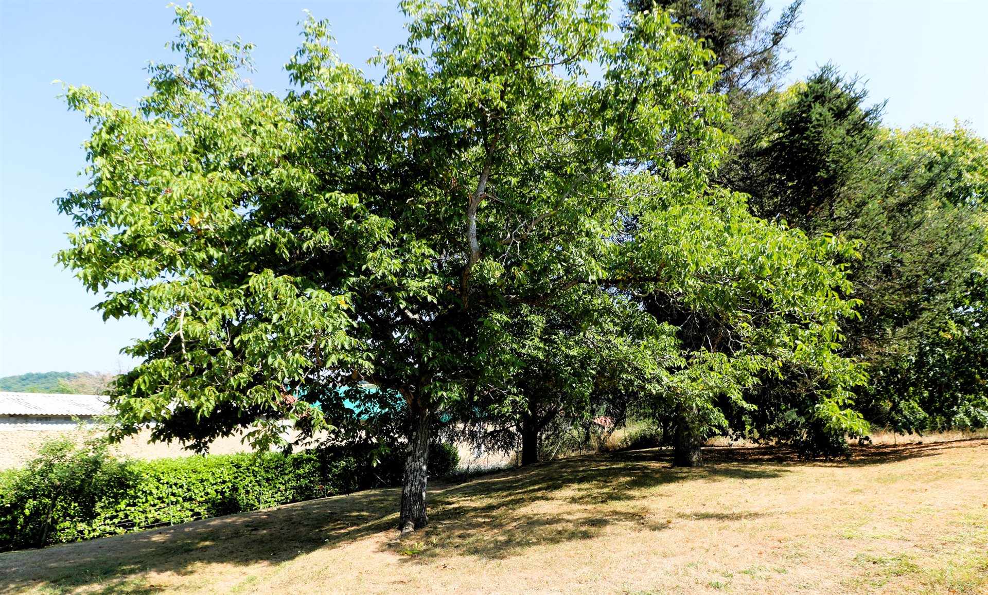 Maison à vendre, 160m², Saint-Plancard
