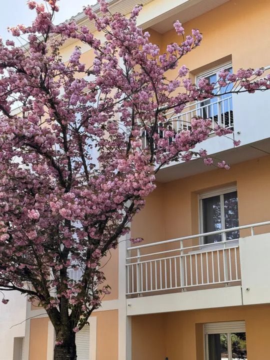 Appartement à louer, 18m², Talence