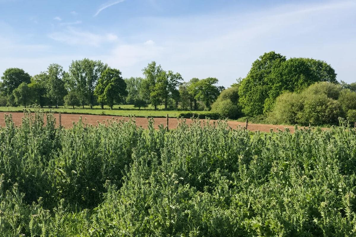Maison à vendre, 144m², Saint-Fraimbault