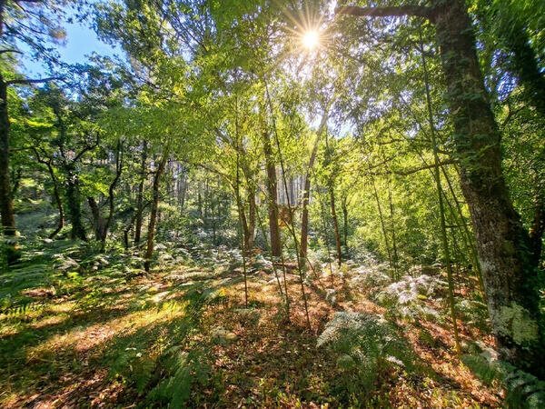 Maison à vendre, 200m², Captieux