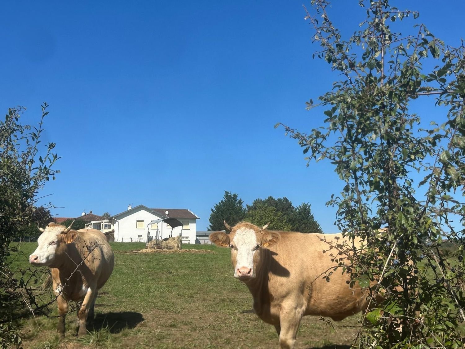 Maison à vendre, 170m², Pollionnay
