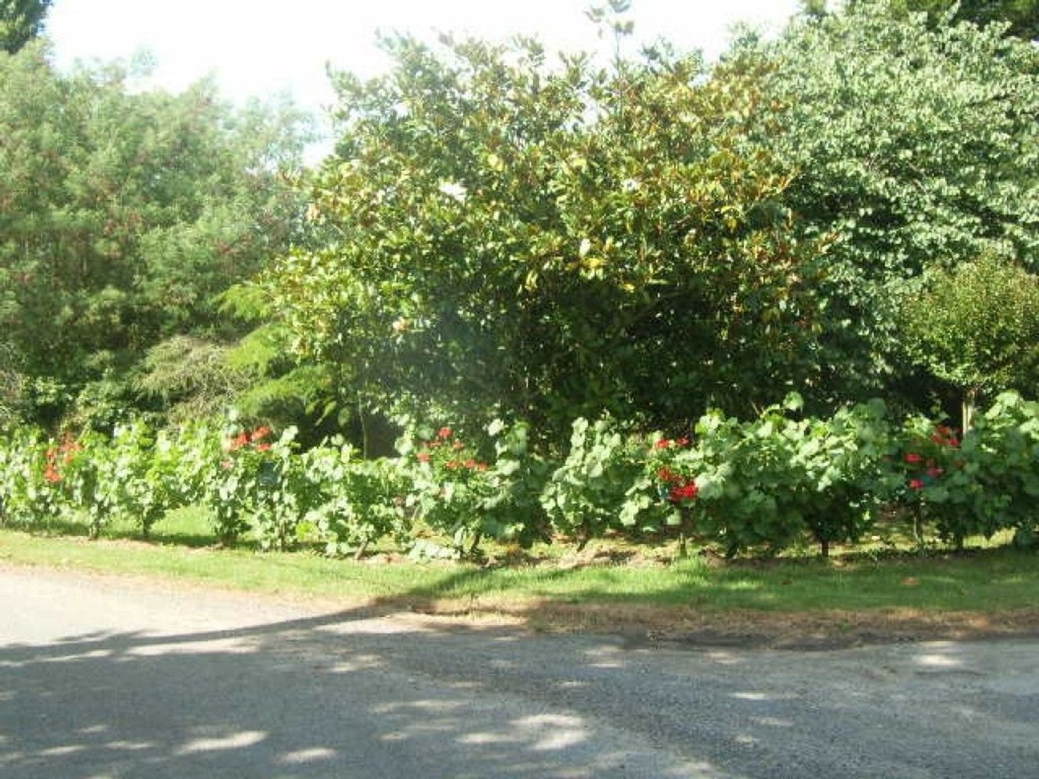 Maison à vendre, 70m², Aigrefeuille-sur-Maine