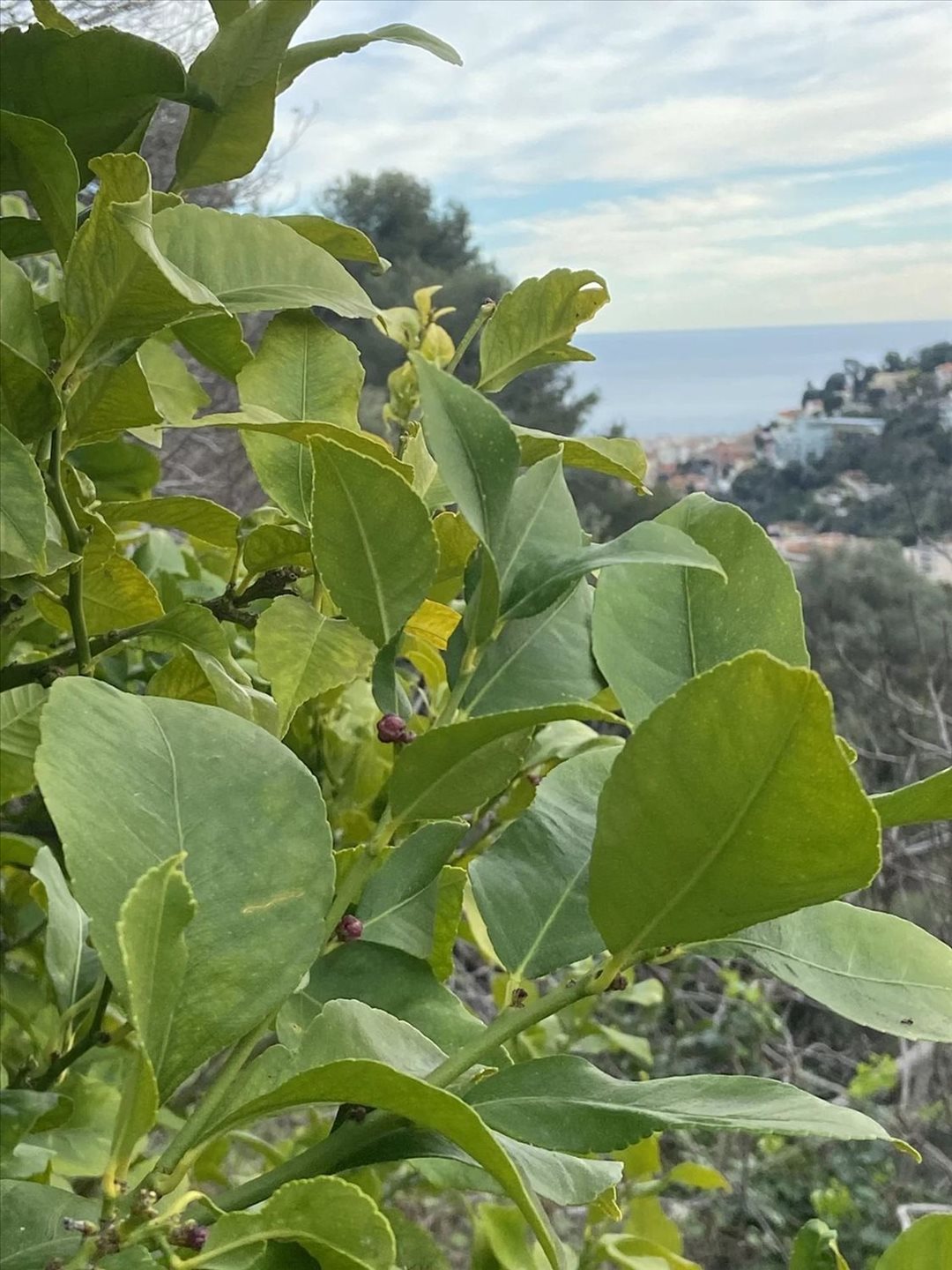 Maison à vendre, 154m², Nice