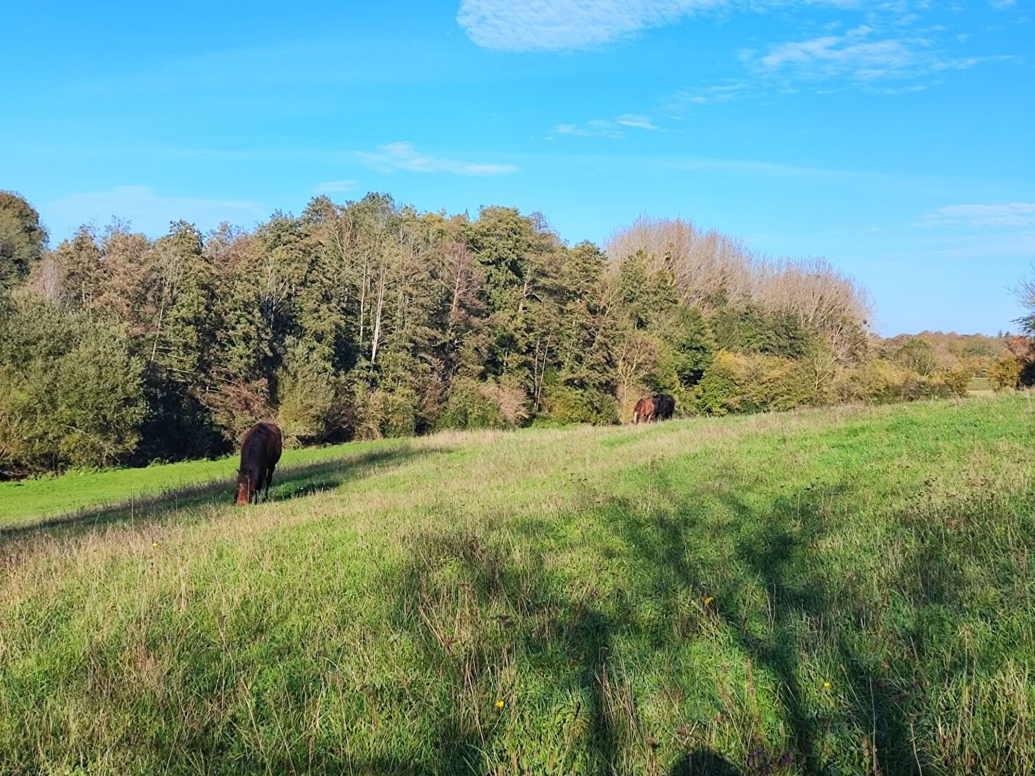 Maison à vendre, 214m², Caen
