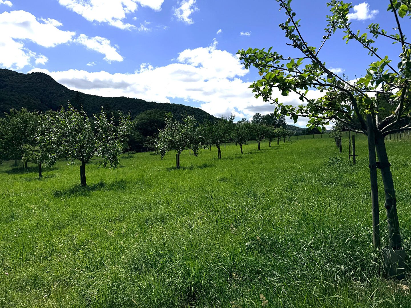 Maison à vendre, 273m², Saint-Germain-de-Joux
