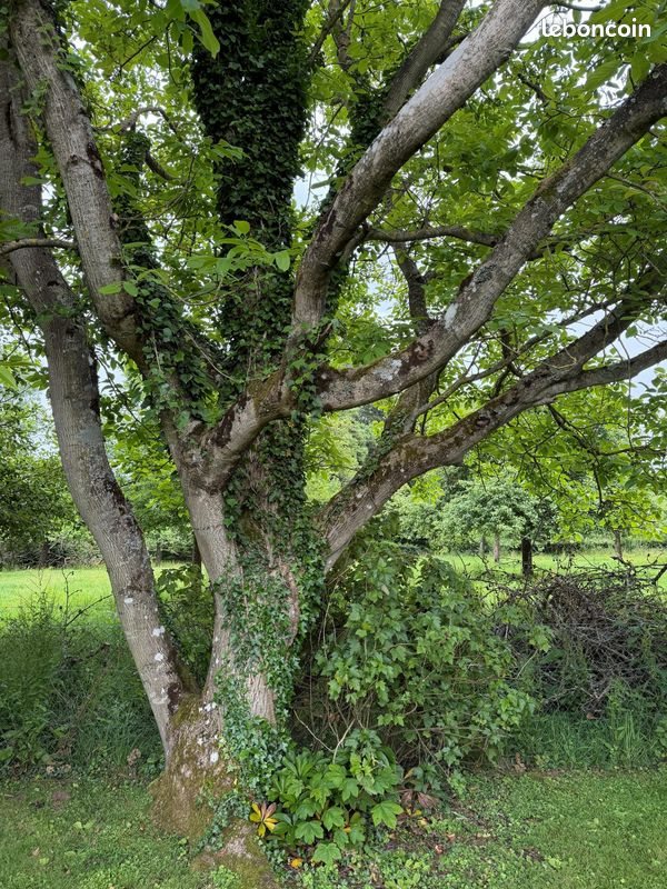 Maison à vendre, 81m², Doudeville