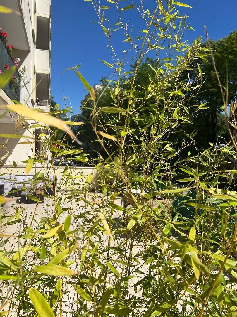 Appartement à vendre, 39m², Saint-Cloud