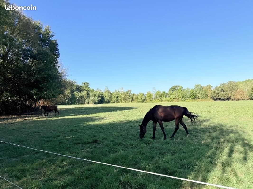 Maison à vendre, 116m², Segré