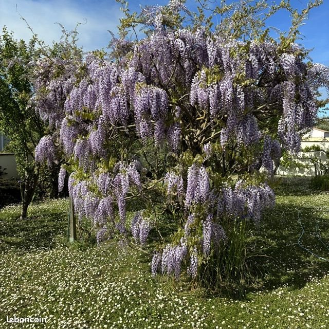 Maison à vendre, 115m², Saint-Palais-sur-Mer