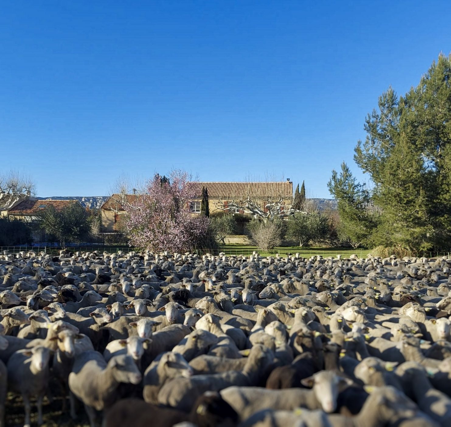 Maison à vendre, 250m², Salon-de-Provence